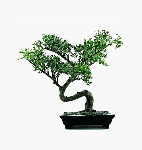A detailed image of a bonsai tree with lush green foliage in a black rectangular pot, showcasing artistic pruning and shaping, ideal for decorative or horticultural enthusiasts.