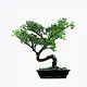 A detailed image of a bonsai tree with lush green foliage in a black rectangular pot, showcasing artistic pruning and shaping, ideal for decorative or horticultural enthusiasts.